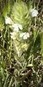 20.Hairy Owls Clover